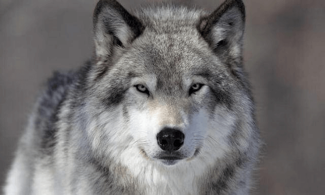 Путешествие Охота на Волка