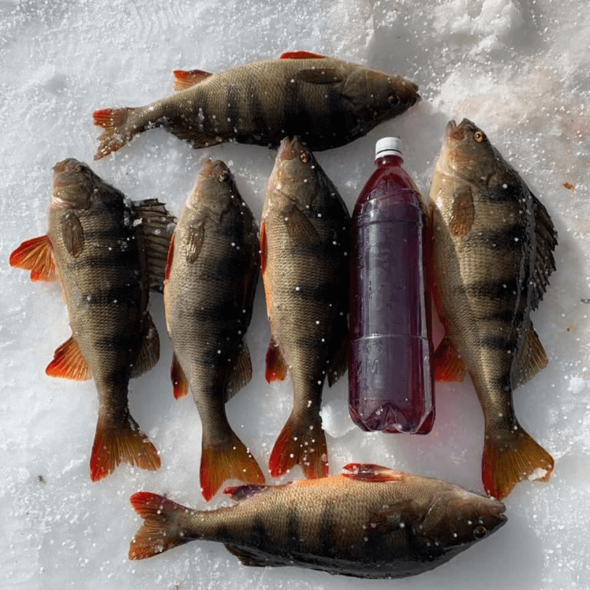 Путешествие Зимняя трофейная рыбалка