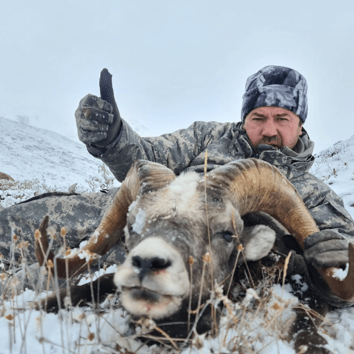 Путешествие Охота на снежного барана